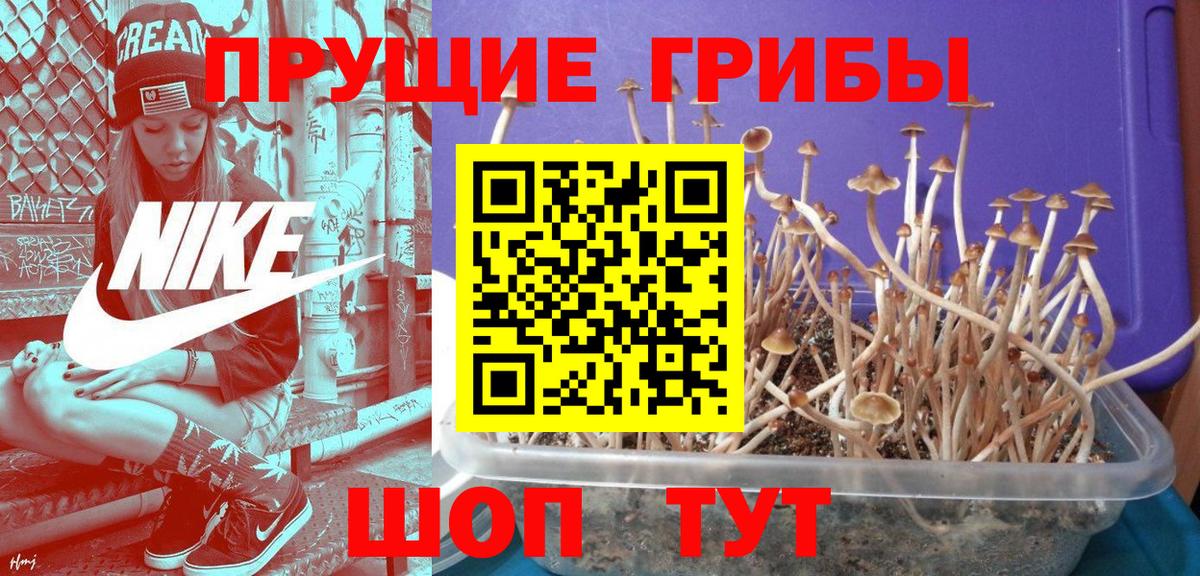 Псилоцибиновые грибы MAGIC MUSHROOMS  Верхний Уфалей  Галлюциногенные грибы Psilocybe 